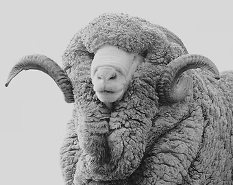 Merino Wool Fabric